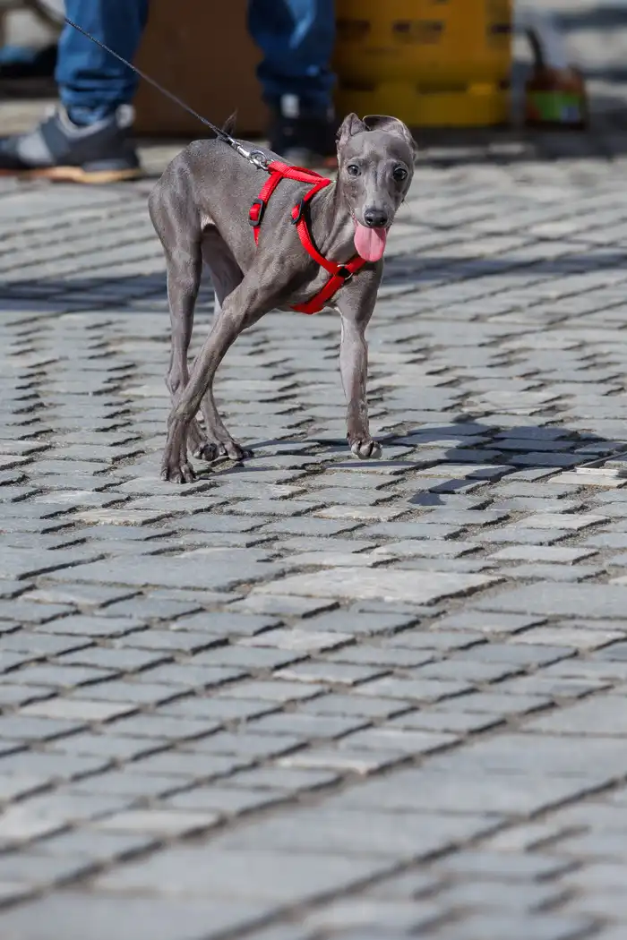 51775665613avtor-Jani-Brajkovič JB_M3074.webp-nm-tek.si